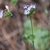 pale lavender flowers in heads subtended by triangular bracts.