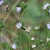 pale lavender flowers in heads subtended by triangular bracts.