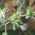 pale lavender flowers in heads subtended by triangular bracts.