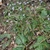 pale lavender flowers in heads subtended by triangular bracts.