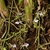 Elettaria cardamomum