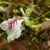 Elettaria cardamomum