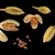 Elettaria cardamomum