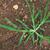 Cyperus spp.