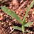 Cyperus spp.