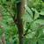 leaves and bark