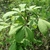 Compound leaves