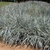 Grass with glaucous blue foliage.