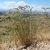Form