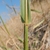 Stem and leaf sheath
