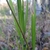 Stem and leaf blade