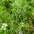 Elymus hystrix 2