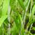 Elymus hystrix leaves
