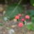 Heads of red disc flowers with a visiting syrphid fly