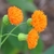 Close-up of the heads of orange disk flowers.