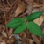 Leaves (Houston County, AL)-Late Spring