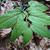 Aristilochia serpentaria 