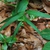 Native habitat (Houston County, AL)-Late Spring