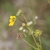 Flower, stem and seed-heads