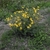 Form in bloom