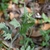 Leaves and stems with hairs