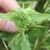 Flower buds in May