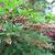 Enkianthus campanulatus