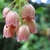 Enkianthus campanulatus