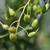 Enkianthus campanulatus