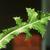 Sonchus asper