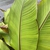 Ensete ventricosum 'Maurelii'