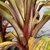 Ensete ventricosum 'Maurelii'
