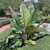 Ensete ventricosum 'Maurelii'