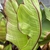 Ensete ventricosum 'Maurelii'