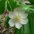 Podophyllum peltatum