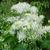 Thalictrum aquilegifolium