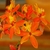 Clusters of orange flowers.
