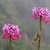 2 clusters of pink flowers; 2 green capsules dangle from stem.