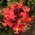 Clusters of orange-red flowers.