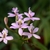 Pink flowers