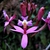 Purple flowers