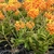 Form in bloom