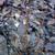 Epifagus virginiana