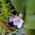 Flower and leaves