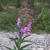 Fireweed
