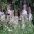 Epilobium angustifolium
