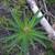 Epilobium angustifolium