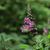Epilobium angustifolium