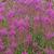 Showy hot pink flowers