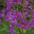 Epilobium angustifolium